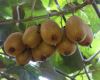 هند و عمان مشتری‌های جدید کیوی تالش